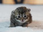 Bonita of Romanov Dynasty - Siberian Cat For Sale - Ashburn&comma; VA&comma; US