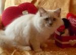 Crystal's litter - Ragdoll Cat For Sale - Sumter&comma; SC&comma; US
