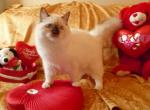 Molly's litter - Ragdoll Cat For Sale - Sumter&comma; SC&comma; US