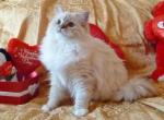 CitCat from Copy Cat's litter - Ragdoll Cat For Sale - Sumter&comma; SC&comma; US