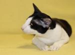 Nair al Saif - Oriental Cat For Sale - Pembroke Pines&comma; FL&comma; US