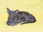Onyx - Oriental Cat For Sale - Pembroke Pines&comma; FL&comma; US
