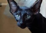 Jungle - Oriental Cat For Sale - Pembroke Pines&comma; FL&comma; US