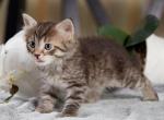 Boris of Romanov Dynasty - Siberian Cat For Sale - Ashburn&comma; VA&comma; US