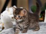 Cat Bayun of Romanov Dynasty - Siberian Cat For Sale - Ashburn&comma; VA&comma; US