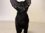 Black Jack - Oriental Cat For Sale - Pembroke Pines&comma; FL&comma; US