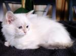 Asya of Romanov Dynasty - Siberian Cat For Sale - Ashburn&comma; VA&comma; US