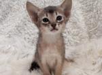 Sara - Abyssinian Cat For Sale - Pembroke Pines&comma; FL&comma; US