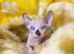 Iris - Sphynx Cat For Sale - Pembroke Pines&comma; FL&comma; US
