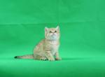 G players - British Shorthair Cat For Sale - Denver&comma; CO&comma; US