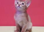 Xelara - Abyssinian Cat For Sale - Pembroke Pines&comma; FL&comma; US