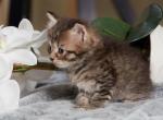 Baikal of Romanov Dynasty - Siberian Cat For Sale - Ashburn&comma; VA&comma; US