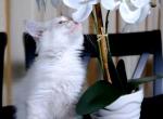 Archibald of Romanov Dynasty - Siberian Cat For Sale - Ashburn&comma; VA&comma; US