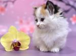 Romance - Munchkin Cat For Sale - Pembroke Pines&comma; FL&comma; US