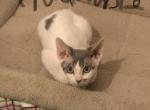Anna  boys - Devon Rex Cat For Sale - Mocksville&comma; NC&comma; US