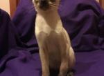Benjamin - Oriental Cat For Sale - Pembroke Pines&comma; FL&comma; US