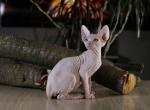 Bingo - Sphynx Cat For Sale - Pembroke Pines&comma; FL&comma; US