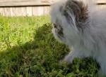 Himalayan Persian Kitten - Himalayan Cat For Sale - Satellite Beach&comma; FL&comma; US