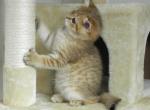 British Shorthair - British Shorthair Cat For Sale - Denver&comma; CO&comma; US