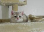 Bri Blue Golden - British Shorthair Cat For Sale - Denver&comma; CO&comma; US