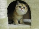 Bri Golden Tabby - British Shorthair Cat For Sale - Denver&comma; CO&comma; US