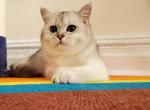 Max - Scottish Straight Cat For Sale - Brooklyn&comma; NY&comma; US