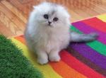 Scottish Fold Silver Kittie - Scottish Fold Cat For Sale - Brooklyn&comma; NY&comma; US