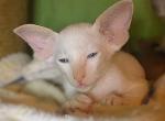 Antony - Oriental Cat For Sale - Pembroke Pines&comma; FL&comma; US