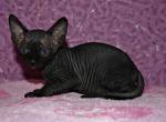 Kaira - Sphynx Cat For Sale - Pembroke Pines&comma; FL&comma; US