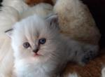 Adorable Blue Point Himalayan Kitten - Himalayan Cat For Sale - Perry&comma; FL&comma; US