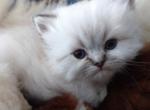 CFA Registered Blue Point Himalayan Kitten - Himalayan Cat For Sale - Perry&comma; FL&comma; US