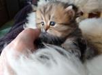 Lovable Tabby Persian CFA Registered Kitten - Persian Cat For Sale - Perry&comma; FL&comma; US