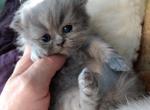 Sweet CFA Registered Blue Silver Persian Kitten - Persian Cat For Sale - Perry&comma; FL&comma; US