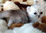 Adorable Silver Shaded Persian - Persian Cat For Sale - Perry&comma; FL&comma; US
