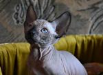 Hunter - Sphynx Cat For Sale - Pembroke Pines&comma; FL&comma; US