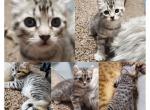 Female - Highlander Cat For Sale - Frenchtown&comma; MI&comma; US