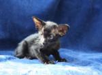 Funtick - Oriental Cat For Sale - Pembroke Pines&comma; FL&comma; US
