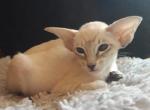 Zhannet - Oriental Cat For Sale - Pembroke Pines&comma; FL&comma; US