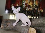 Latifa - Sphynx Cat For Sale - Pembroke Pines&comma; FL&comma; US