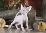 La Murr - Sphynx Cat For Sale - Pembroke Pines&comma; FL&comma; US