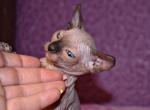 German - Sphynx Cat For Sale - Pembroke Pines&comma; FL&comma; US