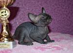 Chelsi - Sphynx Cat For Sale - Pembroke Pines&comma; FL&comma; US