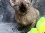 Nelson male Elf kitten - Sphynx Cat For Sale - Pembroke Pines&comma; FL&comma; US