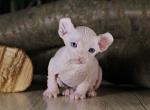 Varrior male Elf kitten - Sphynx Cat For Sale - Pembroke Pines&comma; FL&comma; US