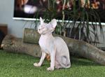 Tracy - Sphynx Cat For Sale - Pembroke Pines&comma; FL&comma; US