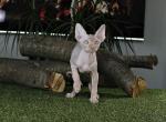Tutankhamun - Sphynx Cat For Sale - Pembroke Pines&comma; FL&comma; US