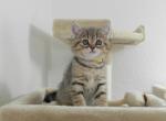 British Shorthair Cindy1 - British Shorthair Cat For Sale - Denver&comma; CO&comma; US