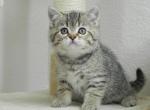 British Shorthair Cindy2 - British Shorthair Cat For Sale - Denver&comma; CO&comma; US