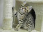 British Shorthair Cindy3 - British Shorthair Cat For Sale - Chicago&comma; IL&comma; US