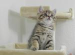 British Shorthair Boy1 - British Shorthair Cat For Sale - Chicago&comma; IL&comma; US
